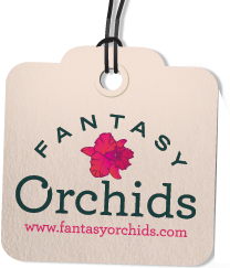 Fantasy Orchids